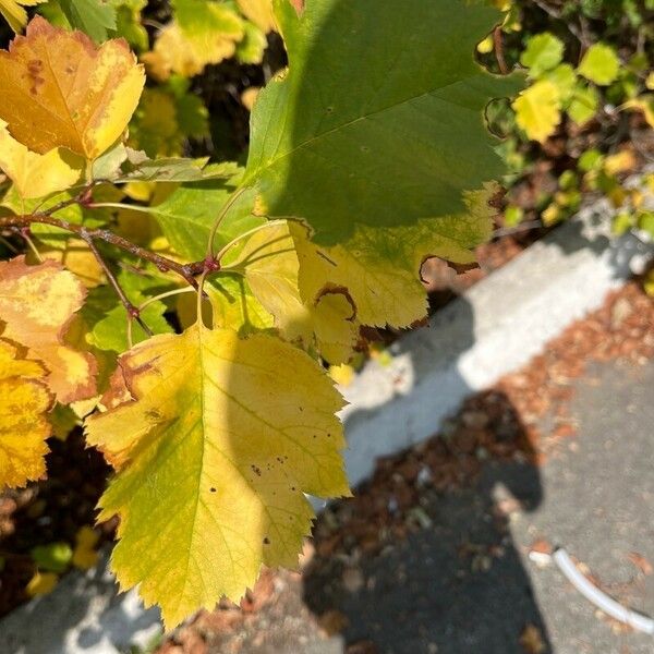 Crataegus submollis برگ