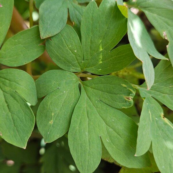 Lamprocapnos spectabilis Fuelha