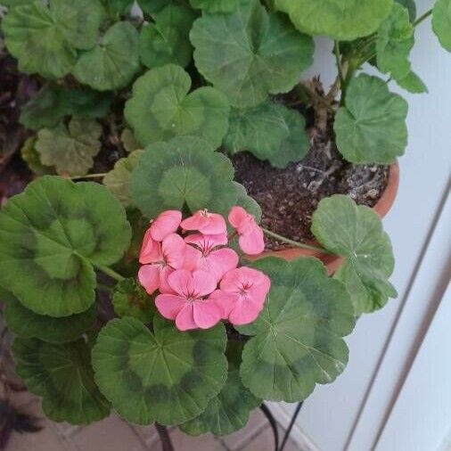 Pelargonium zonale Leaf