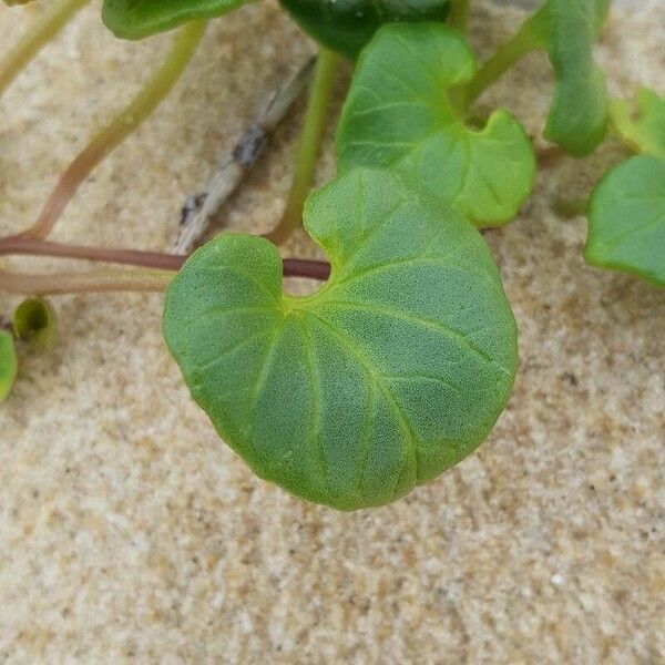 Convolvulus soldanella ᱥᱟᱠᱟᱢ