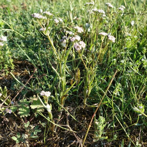 Valeriana coronata 花