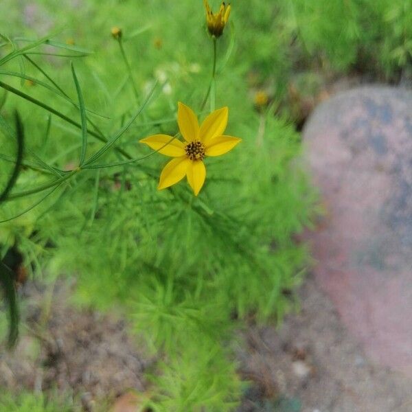 Coreopsis verticillata Flor