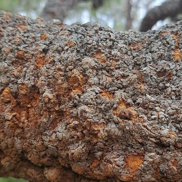 Banksia robur چھال