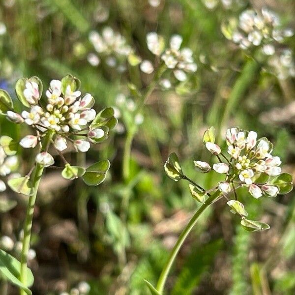 Noccaea perfoliata Flor