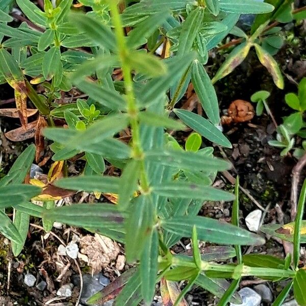 Galium boreale Folio