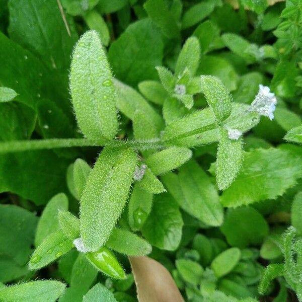 Myosotis arvensis पत्ता