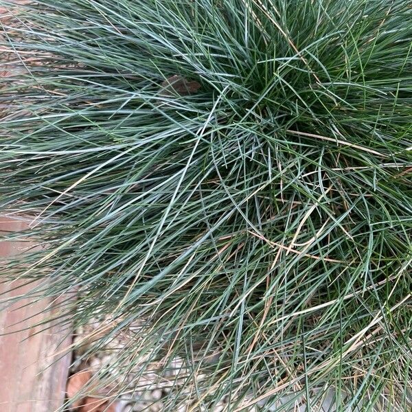 Festuca glauca Květ