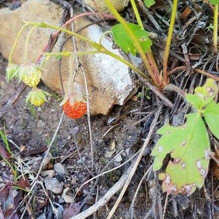 Fragaria virginiana Fruto