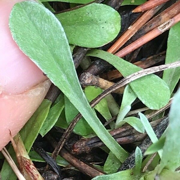 Antennaria plantaginifolia পাতা