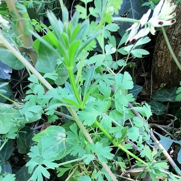 Fumaria capreolata Folha