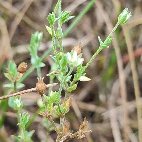 Arenaria serpyllifolia Žiedas