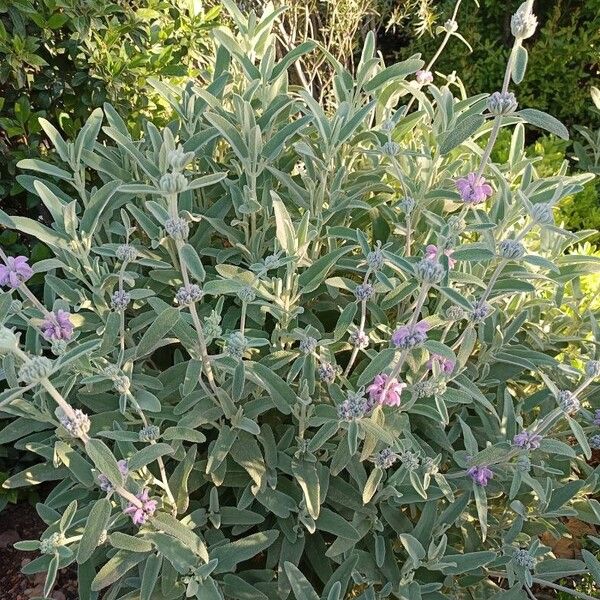 Phlomis purpurea Ліст