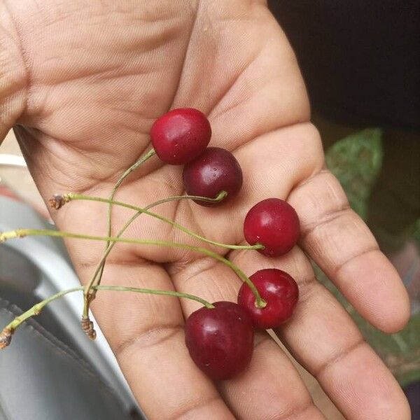 Prunus cerasus Fruit