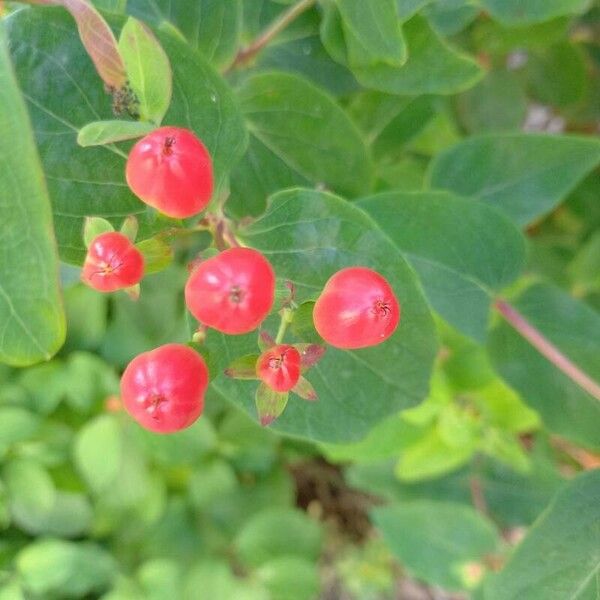 Hypericum androsaemum Φρούτο