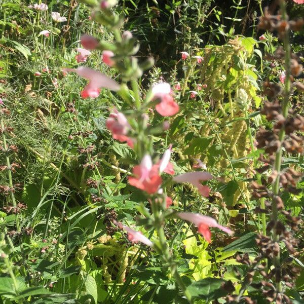 Salvia coccinea Flower