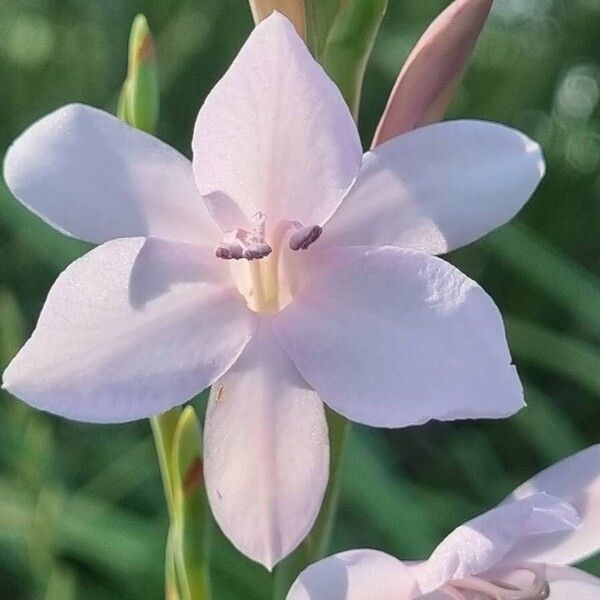 Watsonia borbonica ফুল