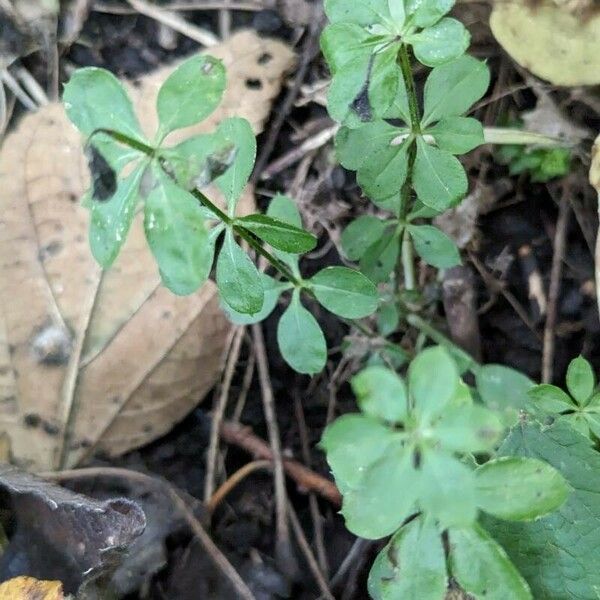 Galium triflorum Ліст