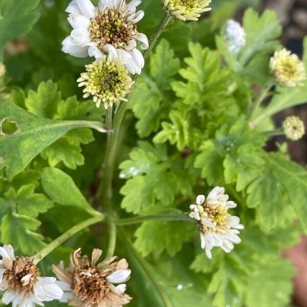 Tanacetum parthenium Ліст