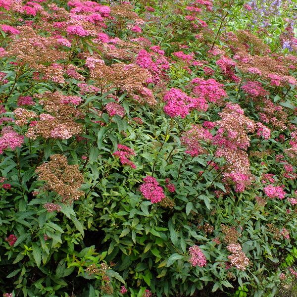 Spiraea japonica Hábito