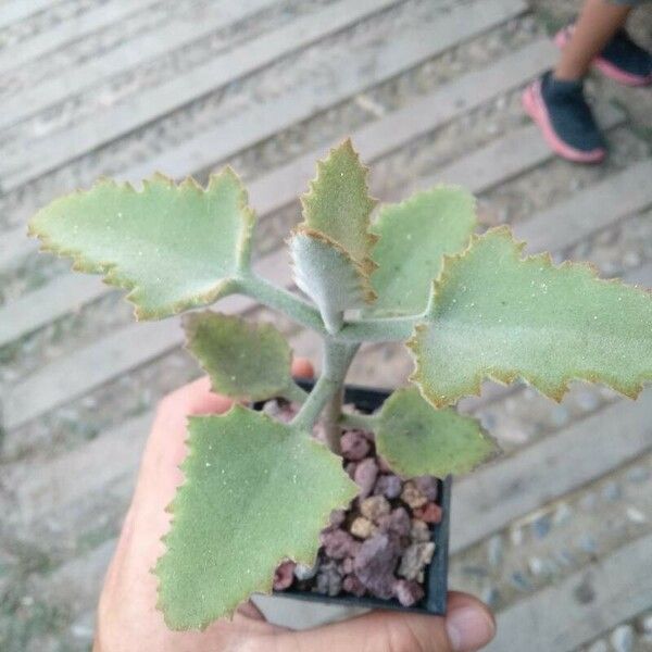 Kalanchoe beharensis List