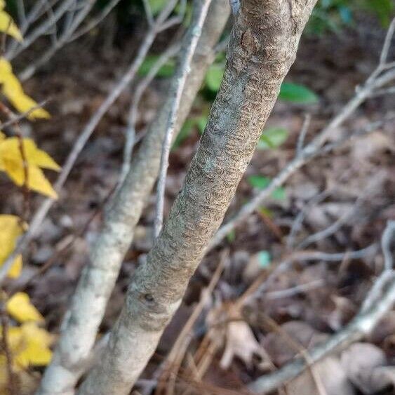 Ilex glabra Bark