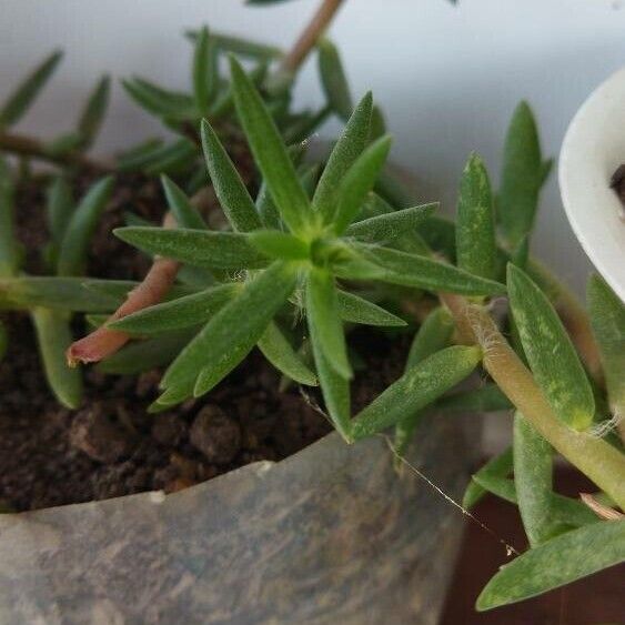 Portulaca pilosa Frunză