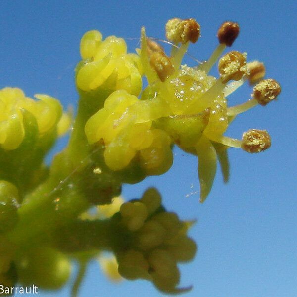 Soulamea cycloptera 花