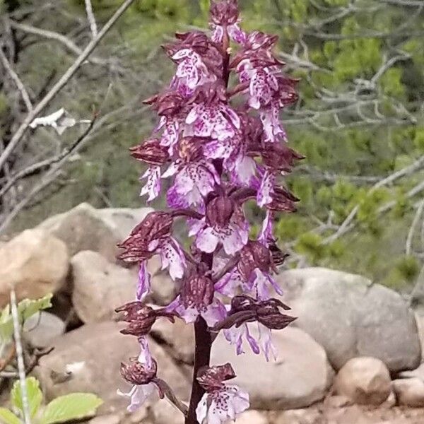 Orchis purpurea Flower