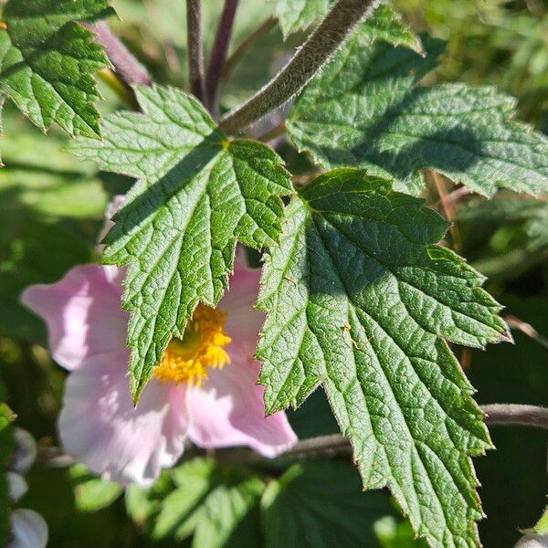 Eriocapitella hupehensis Blad