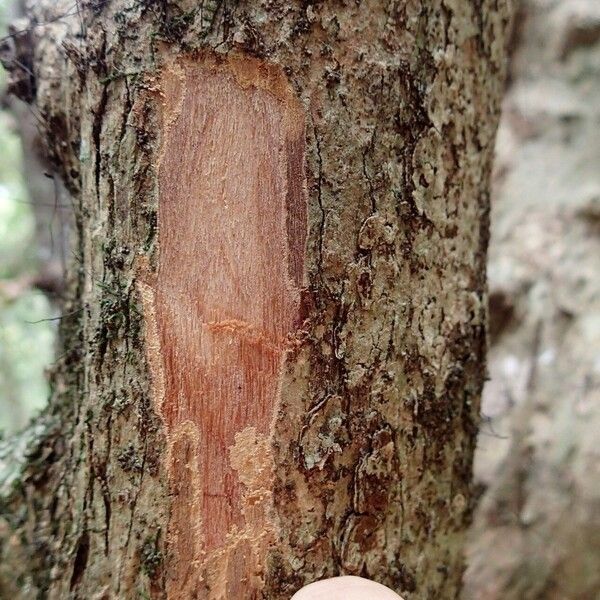 Eugenia brongniartiana Bark