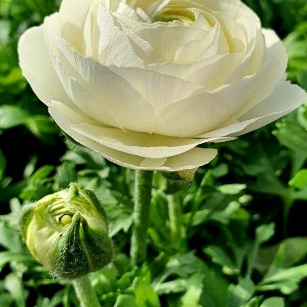 Ranunculus asiaticus 花