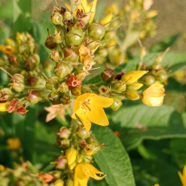 Lysimachia vulgaris Fiore