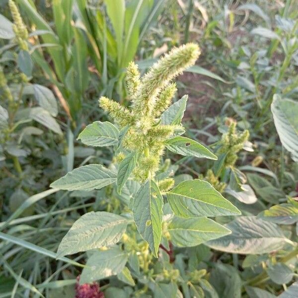 Amaranthus retroflexus Fleur