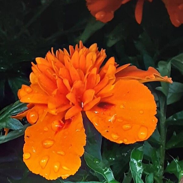 Tagetes erecta പുഷ്പം