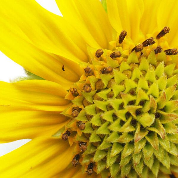 Helianthus mollis Blomst