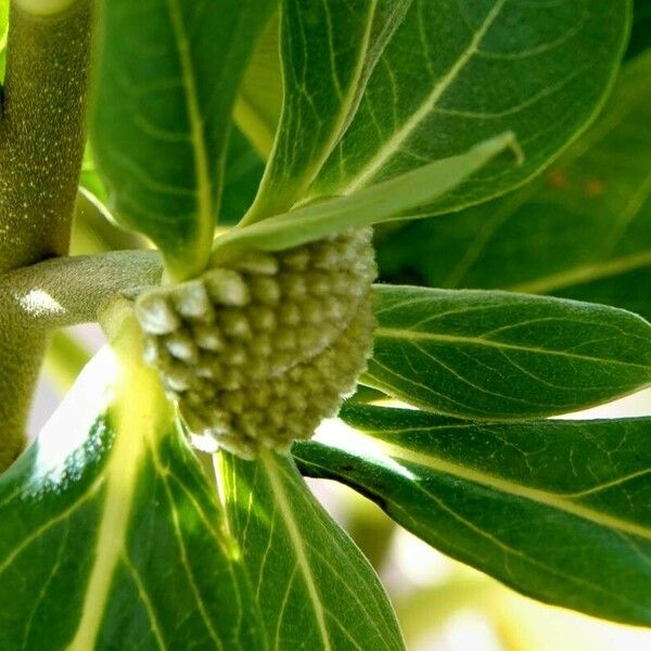 Edgeworthia chrysantha Blodyn