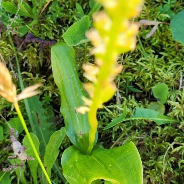 Malaxis monophyllos Leaf