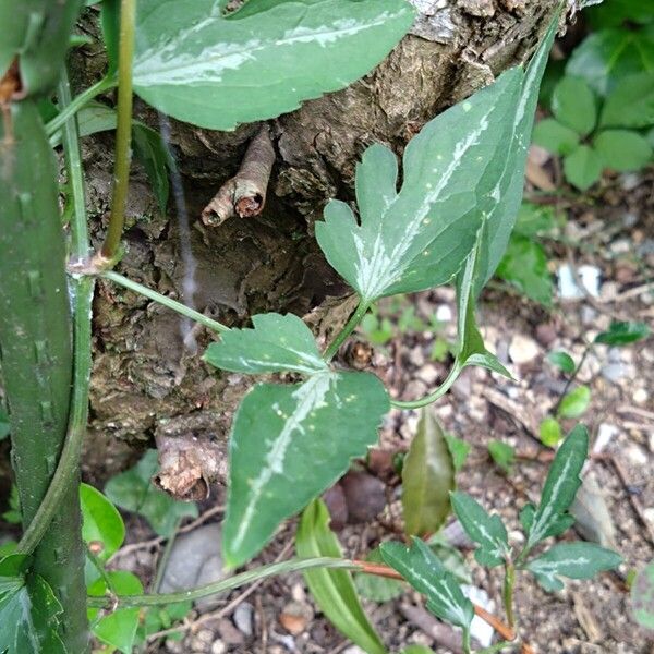 Clematis flammula Yaprak