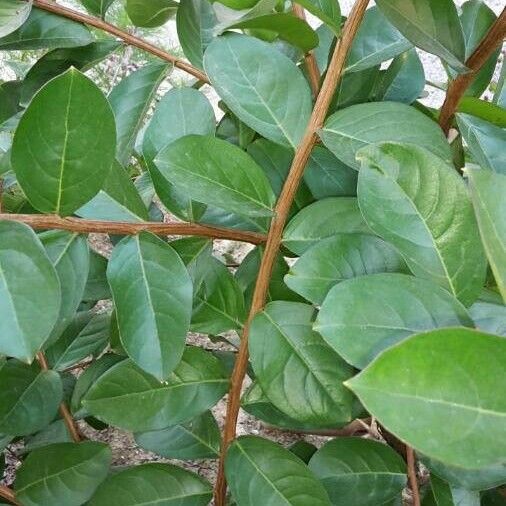 Lagerstroemia indica Koor