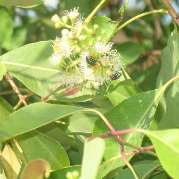 Syzygium guineense Kwiat