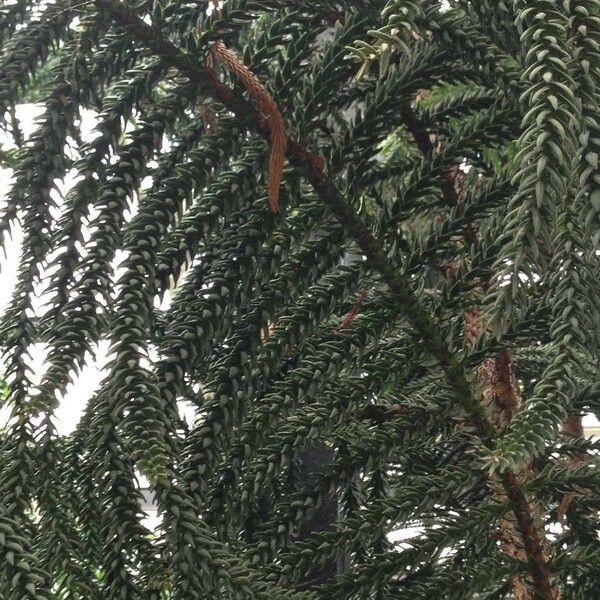 Araucaria laubenfelsii 葉