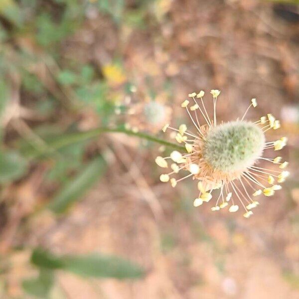 Plantago lagopus Flors