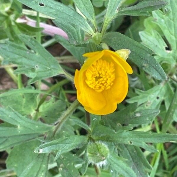 Ranunculus bulbosus ফুল