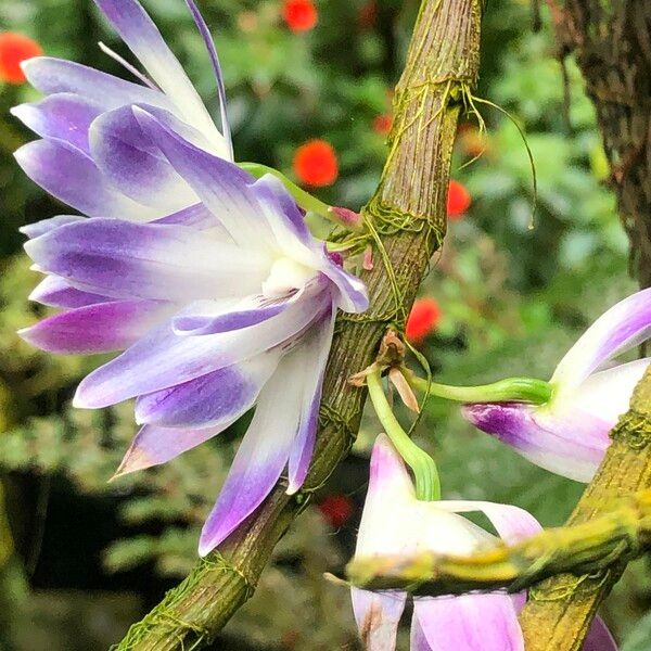 Dendrobium victoriae-reginae Kukka
