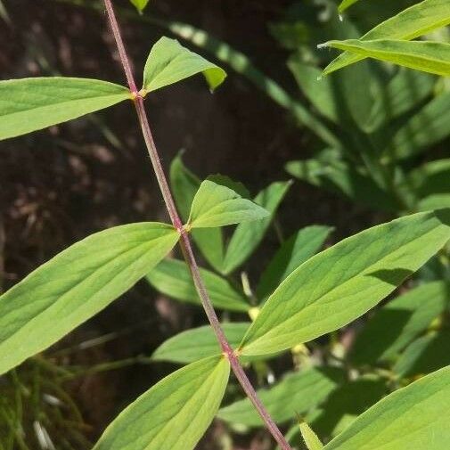 Lathyrus laevigatus Leaf