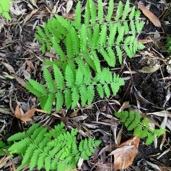 Thelypteris palustris Leaf