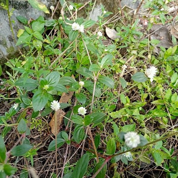 Gomphrena serrata List