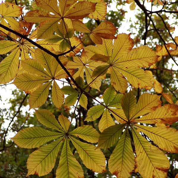 Aesculus turbinata Φύλλο