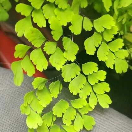 Adiantum raddianum Φύλλο