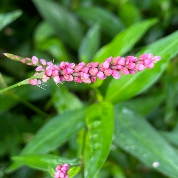 Polygonum persicaria Flower